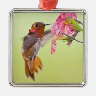 Adorno Metálico Canadá, Columbia Británica, Colibrí Rufo