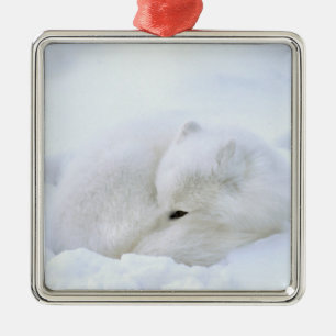 Adorno Metálico Canadá, Manitoba, Churchill. Fox ártica