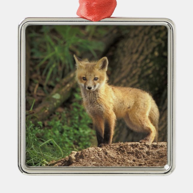 Adorno Metálico Canción de zorro rojo frente al den (Vulpes vulpes (Frente)