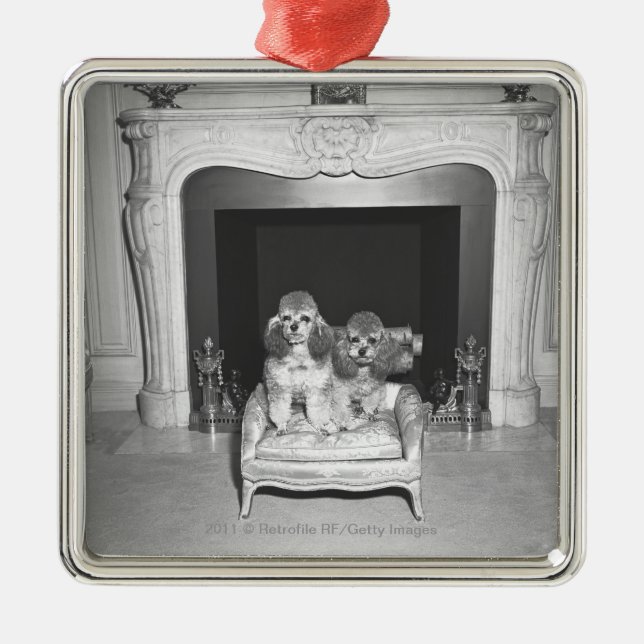 Adorno Metálico Caniches miniatura que se sientan delante de la (Frente)