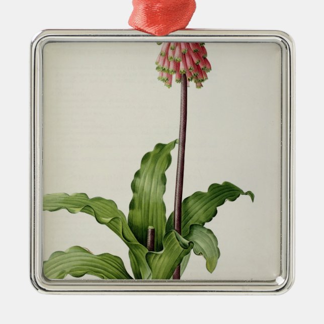 Adorno Metálico Capensis de Veltheimia, de "Les Liliacees", c.1805 (Frente)