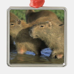 Adorno Metálico Capibara, Hydrochaeris hydrochaeris), del mundo