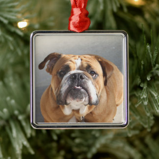 Adorno Metálico Cara de Bulldog Inglés Marrón