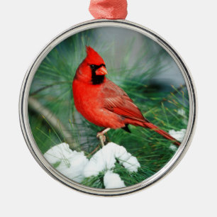 Adorno Metálico Cardenal norteño macho en árbol, IL