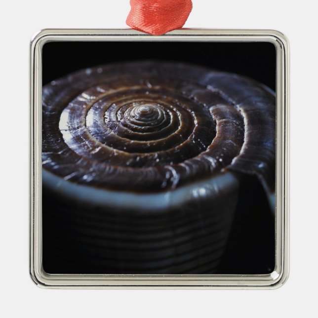 Adorno Metálico Cáscara del cono (Frente)