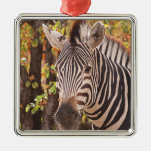 Adorno Metálico Cebra en un bosque mopani