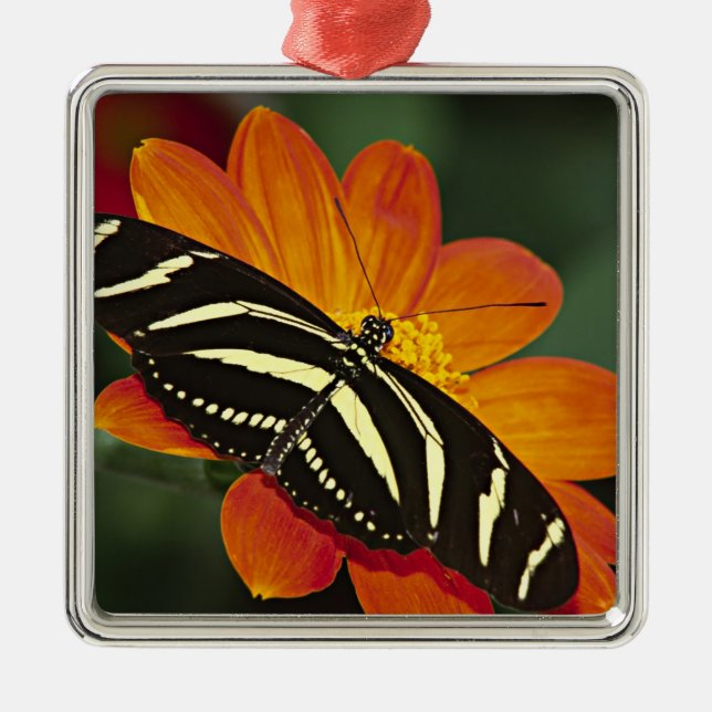 Adorno Metálico Centroamérica, Costa Rica, Selva Verde (Frente)