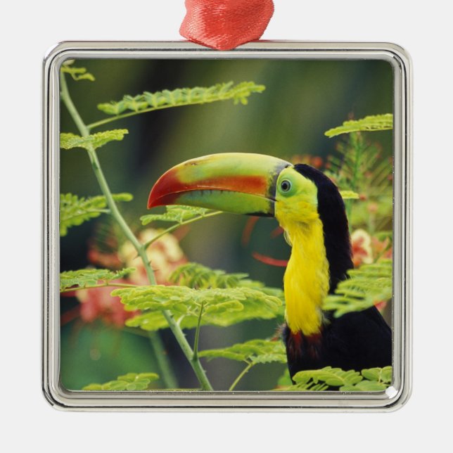 Adorno Metálico Centroamérica, Honduras. Toucan con la factura de  (Frente)