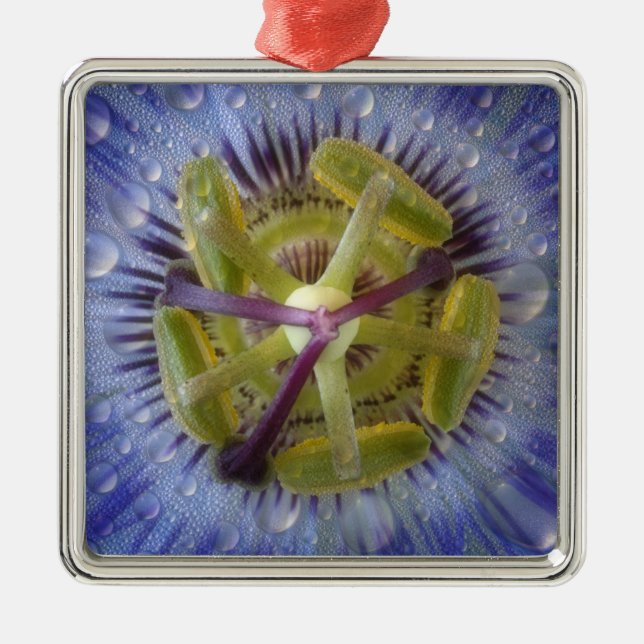 Adorno Metálico Cercanía de la flor de la pasión de peluche. Crédi (Frente)