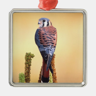 Adorno Metálico Cernícalo americano, Falco sparverius, Nativo de E