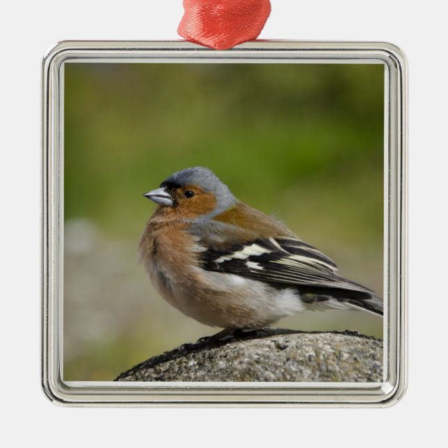 Adorno Metálico Chaffinch masculino (SALVAJE: Coelebs del (Frente)