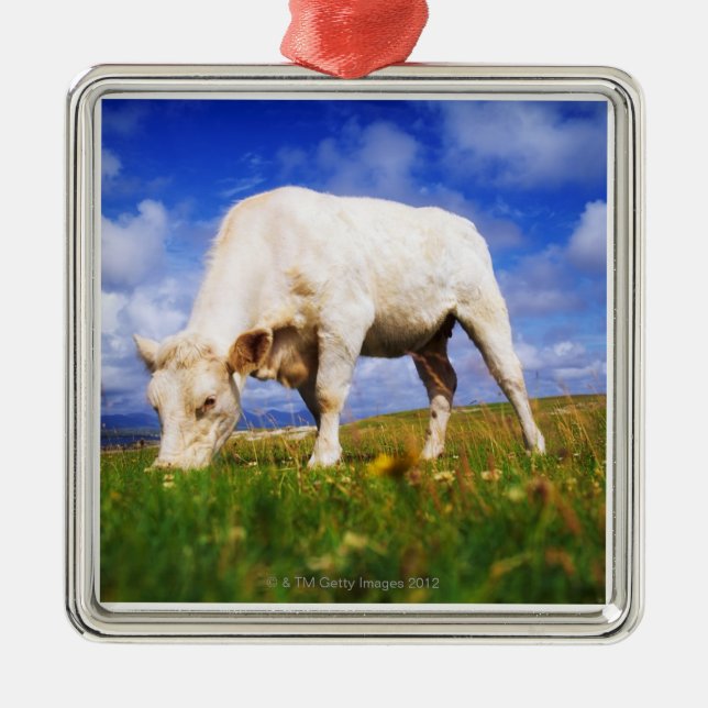 Adorno Metálico Charolais acobardan el pasto, bahía de Mannin, (Frente)