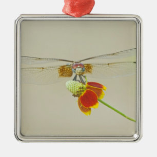 Adorno Metálico Checkered Setwing (Dythemis fugax) en Mexicano