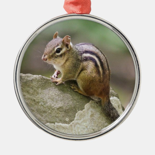 Adorno Metálico Chipmunk del este (Frente)
