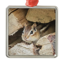 Chipmunk en una pila de madera