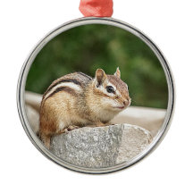 Chipmunk en una roca