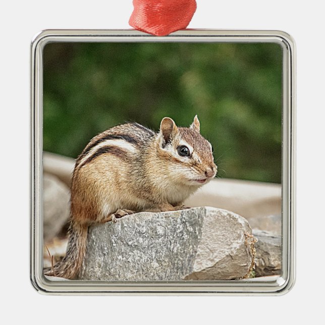 Adorno Metálico Chipmunk en una roca (Frente)