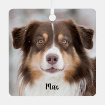 Chocolate Pastor Australiano Perro Cachorro