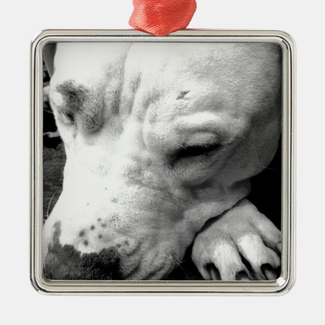 Adorno Metálico cicatriz de harry potter perro pit bull blanco (Frente)