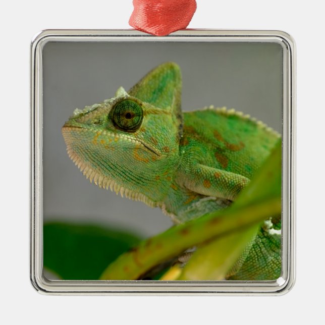 Adorno Metálico Cierre del camaleón velado entre las plantas posta (Frente)