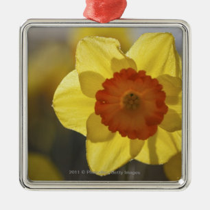 Adorno Metálico Ciérrese para arriba de un narciso