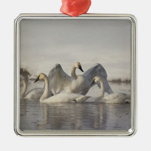 Adorno Metálico Cisnes trompeteros en el río Madison en invierno