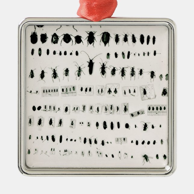 Adorno Metálico Colección del insecto de Darwin (Frente)