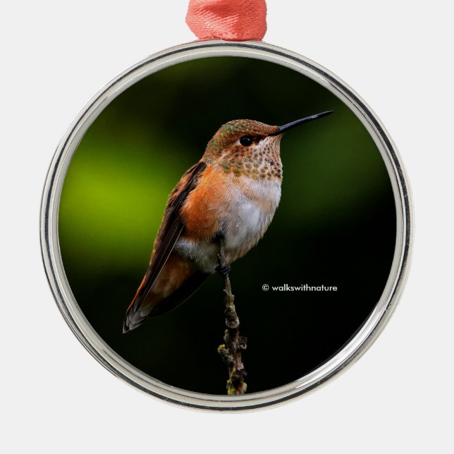Adorno Metálico Colibrí cuscús en árbol de frutas (Frente)