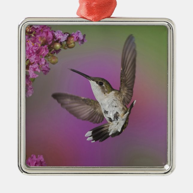 Adorno Metálico Colibrí de Ruby Throed masculino juvenil (Frente)