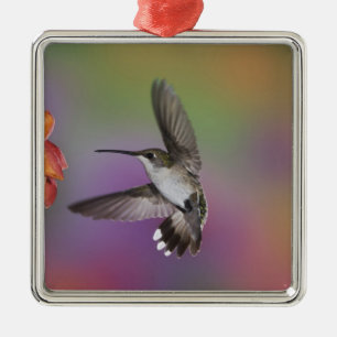 Adorno Metálico Colibrí garganta de rubí hembra en vuelo