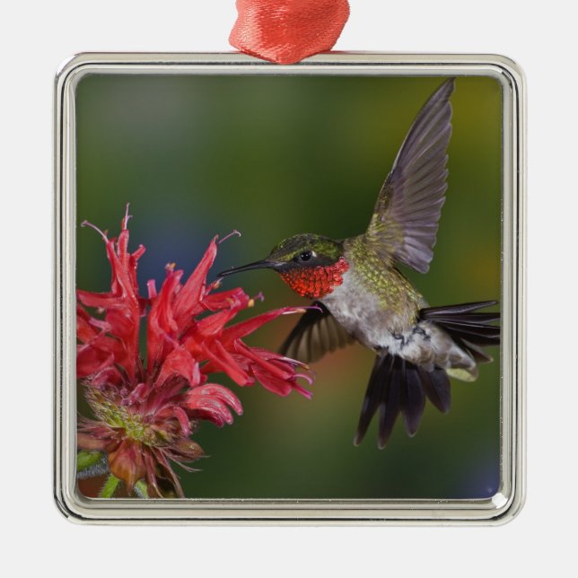 Adorno Metálico Colibrí garganta de rubí macho (Frente)