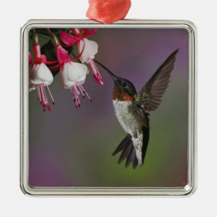 Adorno Metálico Colibrí garganta de rubí macho, Archilochus