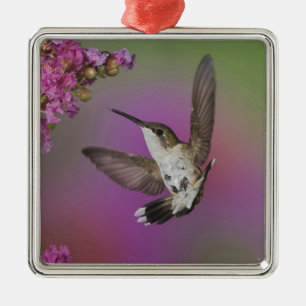 Adorno Metálico Colibrí garganta rubí macho juvenil