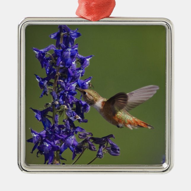 Adorno Metálico Colibrí rufescente (Frente)