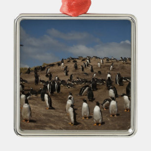 Adorno Metálico colonia de pingüinos de Gentoo (Pygoscelis papua) 
