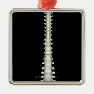 Adorno Metálico Columna vertebral 2