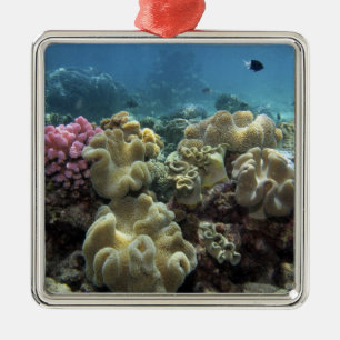 Adorno Metálico Coral, arrecife de Agincourt, Gran Barrera de Cora