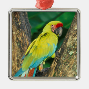 Adorno Metálico Costa Rica, Ara Ambigua, Gran Macao Verde.