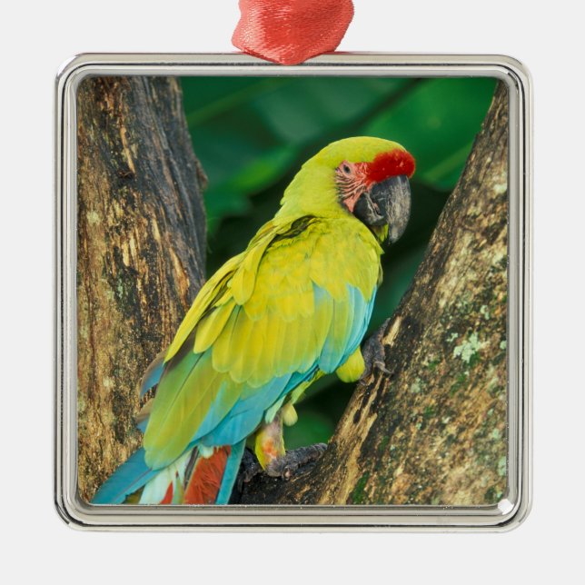 Adorno Metálico Costa Rica, Ara Ambigua, Gran Macao Verde. (Frente)
