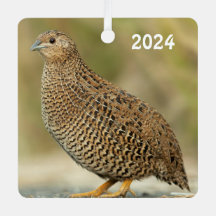 Coturnix Quail