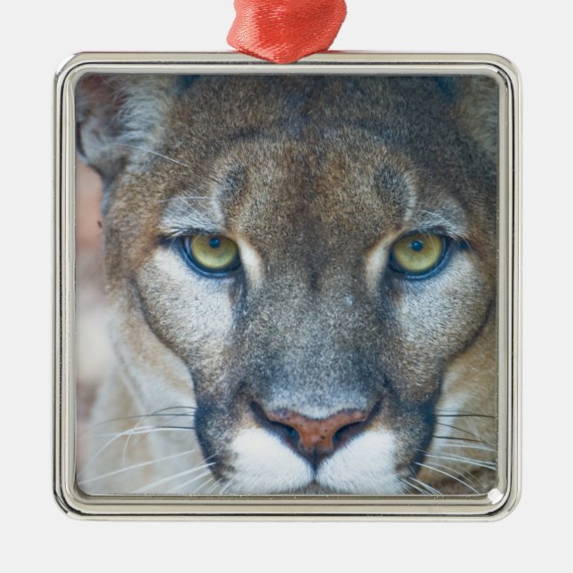 Adorno Metálico Cougar, león de montaña, pantera de Florida, Puma (Frente)