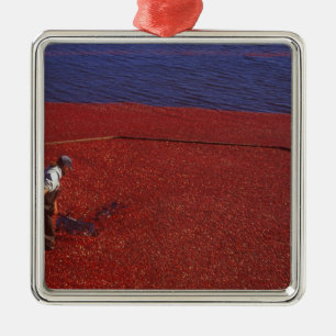 Adorno Metálico Cranberry Harvest, Middleboro, MAMÁES, EE.UU.