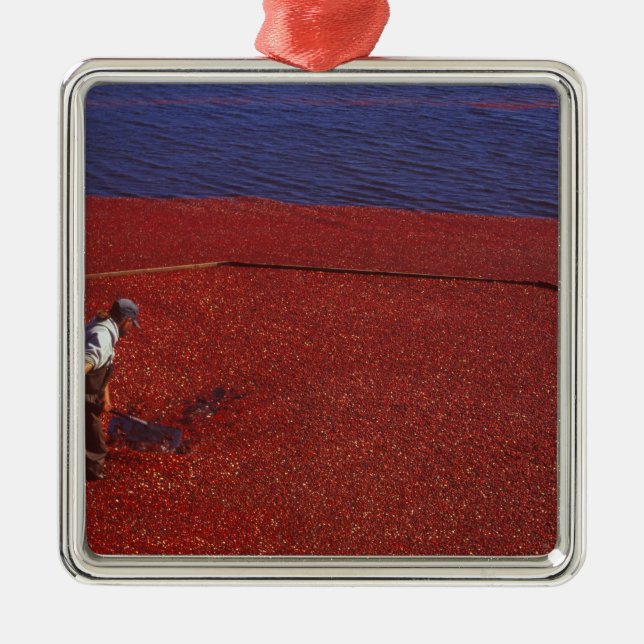 Adorno Metálico Cranberry Harvest, Middleboro, MAMÁES, Estados Uni (Frente)