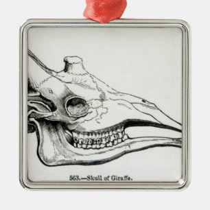 Adorno Metálico Cráneo de una jirafa