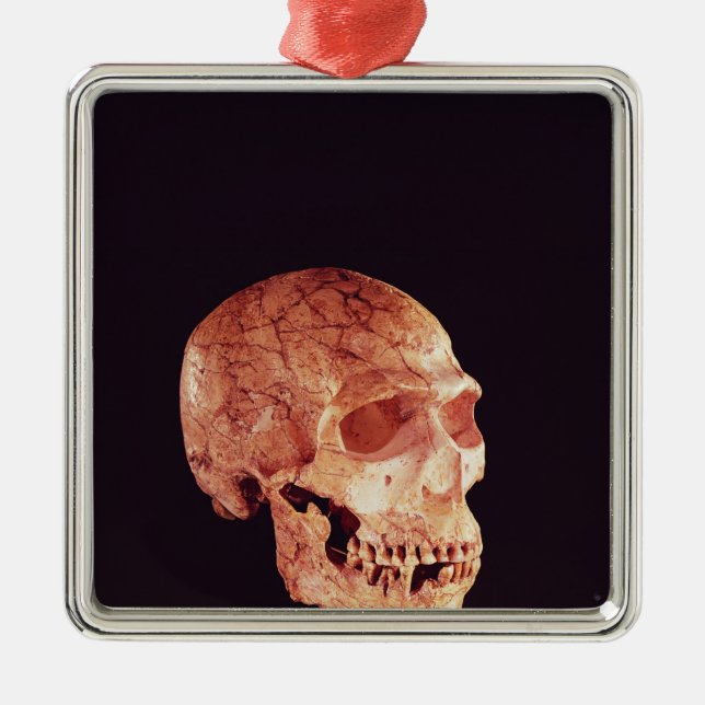 Adorno Metálico Cráneo del Neanderthal, descubierto en Mt Carmel (Frente)