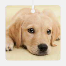 Crea tu propia foto personalizada de tu mascota