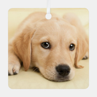 Adorno Metálico Crea tu propia foto personalizada de tu mascota