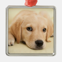 Crea tu propia foto personalizada de tu mascota