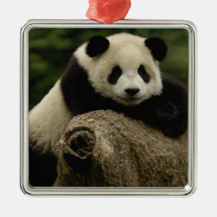 Adorno Metálico Cría de panda gigante (Ailuropoda melanoleuca)