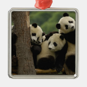 Adorno Metálico crías de panda gigante Ailuropoda melanoleuca)